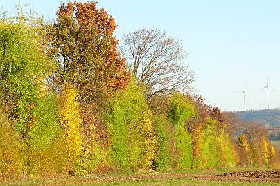 Limeshecke im Herbst